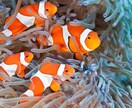 失敗しない海水魚の育て方教えます 初めから教えます！元気な海水魚・死なせない海水魚 イメージ2