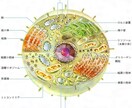 お試し版)現役医学部塾講師が受験生物教えます 暗記ではなくストーリーで身につける受験生物 イメージ1