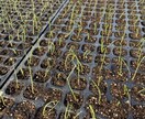 小さな菜園・畑の野菜栽培のお悩み相談をお受けします 1500坪のひだまりファームの経験から野菜作りをサポート イメージ9