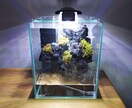 滝のあるアクアテラリウムをつくります イモリを飼育したい方や、苔に興味のある方へ イメージ4