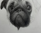 貴方の家の愛犬描きます 基本は鉛筆画をしております！たまにcopicも使います イメージ5