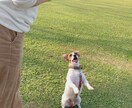 犬の躾☆２つまでOK☆何でもアドバイスします 現役家庭犬・警察犬訓練士が犬の躾についてアドバイスします イメージ1