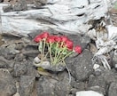 何者かにならなきゃと焦るあなたへ…魂の役割を視ます 本気で人生を変えたい人だけ読んでください。魂の設計図を視ます イメージ8