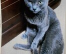 油絵でペットをお描きします 油絵ならではの耐久、発色性です イメージ3