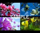 気軽に使えるワイドサイズの「春の花」写真提供します HPやブログなどの素材にどうぞ・蕾写真があるもの含めて24枚 イメージ5