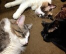 電話と対面コミュニケーションのコツ教えます 「さあ話すぞ！」な会話が苦手な人に！ イメージ1