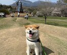 ペットのいるお友達や記念日のプレゼントにします 最高に可愛いあなたのペットの写真をイラストに！ イメージ8