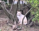 相談付：その使命は本物？カードリーディングします あなたの使命を見極めるヒントを言靈やカードで深掘りします イメージ1