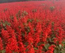 写真素材提供します 趣味で撮影したものをリタッチ後に提供しております イメージ1