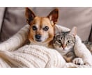 愛犬・愛猫の困った行動や心の悩み読み解きますます トラウマや恐怖を抱える犬・猫にチャネリングと意識の書き換え イメージ2