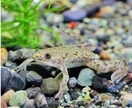 アフリカツメガエル養殖販売ノウハウ伝授します 知識0→ツメガエル養殖オーナーへの道 イメージ1