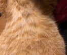 猫のモフモフ名刺作成します 猫のモフモフした背中やおなかなどを背景にした名刺の作成 イメージ3