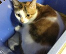 あなたの ココロの悩み 何でも聴きます イメージ1