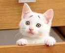 悩み相談受け付けます 皆さんの色々なお悩みやお話を聞きます イメージ1