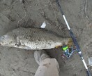 鯉釣りのエサの秘訣をお教えします 鯉釣り!エサ作り。簡単で自作のエサで釣りましょう イメージ1