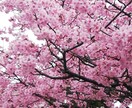 ワンネスヒーリング&木花咲耶姫様桜ヒーリングします プラスオラクルカード一枚引き☆ イメージ1