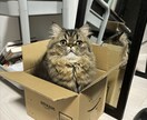 大事なペットのかわいい自慢聞きます 大好きな家族のお話しましょう！ イメージ1