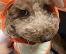 いろんなお話お聞きします あなたのお耳の恋人に立候補します！ イメージ2