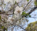 恋愛占いいたします 初心者!占い師タロット占いで恋愛みます! イメージ1