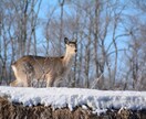 北海道旅行であなたのためだけのプラン相談に乗ります 北海道旅行のどこに行ってなにをしたら良いか悩んでいるあなたへ イメージ1