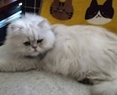 猫ちゃんの写真・動画売ります 白いチンチラの猫とブチのスコティッシュ猫 イメージ5