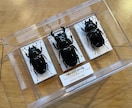クワガタやカブトムシなどの昆虫標本作成します インテリアとして、飼育した個体の思い出を残しませんか イメージ4