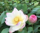 あなたの居場所はすぐそこにあります あなたがあなたを癒し労わり愛せる居場所 イメージ5