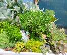 多肉植物の寄せ植え、お届けします 自家製多肉植物、管理方法とともにお届けします！ イメージ4