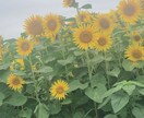 体調不良は口にするもので変わります 生理痛が酷い方！口にするものを選んでみて下さい！ イメージ1