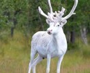 占い師の方へサポート補助を致します 占い師として価値を売り出そうとしている方にオススメです。 イメージ5