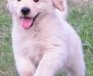 飼い犬今以上にお利口さんにしてみせます ドックトレーナーから教わる家でできる事 イメージ1