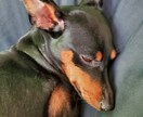 大切な家族(ペットちゃん)の気持ちをお聞きします 動物の気持ちをお聞きし、飼い主様にお伝えします。 イメージ1