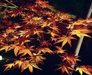 紅葉を見に行きます 紅葉を見て秋の風物詩を感じてほしい。 イメージ1