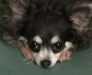 相談にのります 相談事、家族関係、犬の世話の相談。 イメージ1