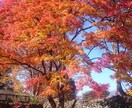 素材用に写真を提供します ご意見等ありましたらコメントください イメージ5