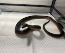 元ショップ店員100匹飼育のプロが爬虫類相談します 大型蛇からヤモリまで！拒食や飼育環境の悩みをプロが解決 イメージ4