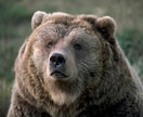 熊に襲われた時に冷静に歯磨きする方法を教えます 熊に襲われる前に歯を磨け！ギリギリチキンレース イメージ1