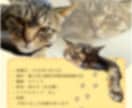 迷子ポスターや広告、フライヤーなどの作成します さらっと作成しちゃいますがこだわり条件教えてください！ イメージ2