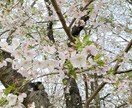 女性限定☆結婚相談所ってどうだった?お答えします 本気で結婚したい!短期決戦で決めたい!ヒントになれば幸いです イメージ7