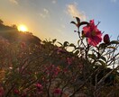 写真素材提供します 自然の写真を撮るのが好きです。 イメージ2