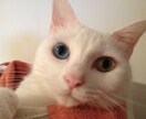 ワンコインで７日間の運勢を占います 占う対象の７日間はお客様が決められます。猫と一緒に占います。 イメージ1