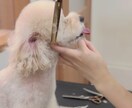 自宅トリミングサロンオープンのお手伝いします 準備からオープンまでの1ヶ月何度でもアドバイスします イメージ1