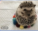 美術館風の格調高いペット似顔絵クラッシックにします 【YouTube開設記念】スマホで写真を送るだけ、世界に一つ イメージ8