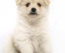 オスの交配犬見せます 顔が可愛い。この頃ポストから郵便物をとってきてくれます。 イメージ2