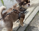 飼ってる犬の気持ち占います 飼ってる愛犬の気持ちをお伝えします。 イメージ4