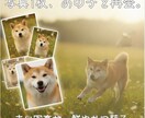 写真から虹の橋のあの子と再会する動画を作ります 1枚の写真から亡き最愛のペットの面影が蘇る動画を制作します。 イメージ1