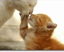外猫との共生をサポートします 地域猫活動、ＴＮＴＡ、、猫に関するお悩み、、共生の意識共有 イメージ3