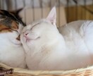 猫さんがほぐれる猫マッサージのツボ教えます 愛猫さんの健康を保つ獣医師監修のマッサージ術 イメージ1
