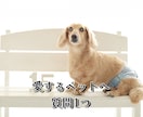 愛するペットへ質問できます はいかいいえで答えられる質問を聞いてみましょう。 イメージ1