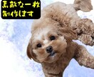 ペットのお写真を素敵なイラスト風に加工します あなたとペット(犬、猫など)の写真も可♪ハガキなどにどうぞ イメージ2
